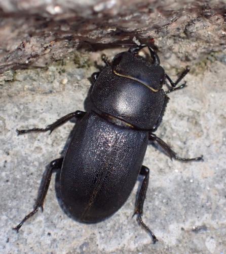 Dorcus parallelipipedus